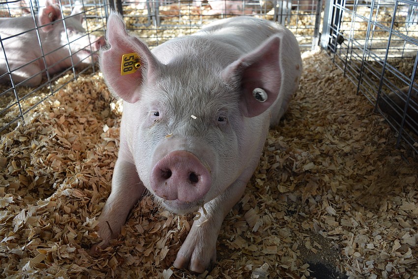 Lakewood Ranch High School's Savanna Plyers raised Wall-E, a 276-pound pig with 1.04 back fat.