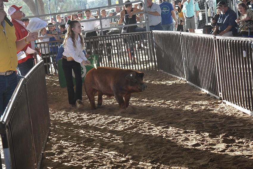 R. Dan Nolan Middle School student Madison Roberts shows her pig for sale. It is purchased by family friends.