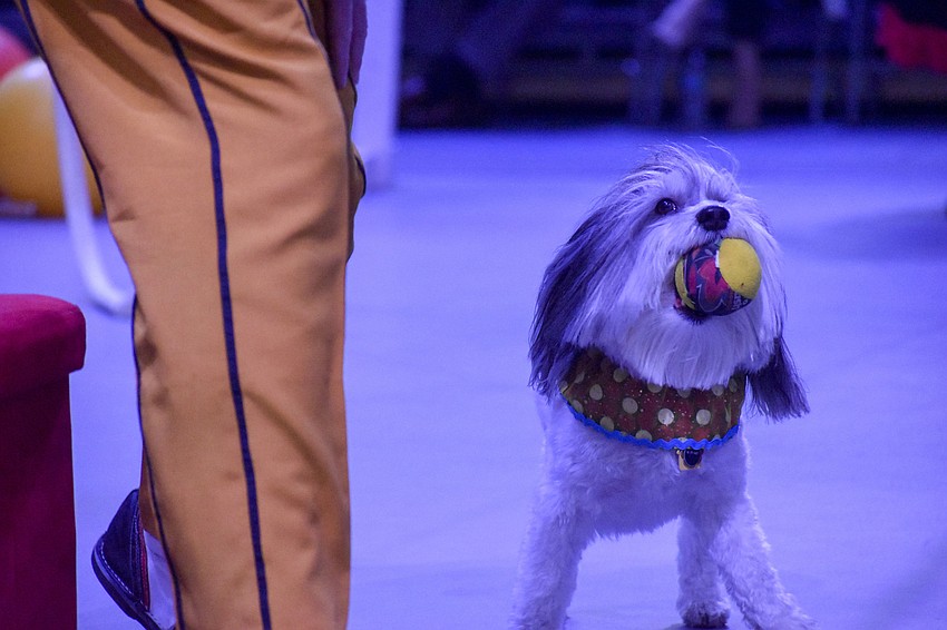 Zeus the circus dog carries a tennis ball to a basket ball hoop.