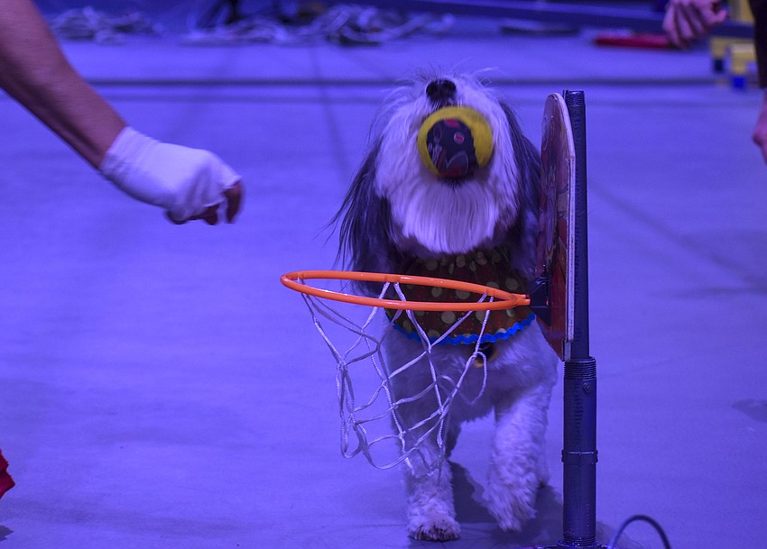 Zeus the circus dog drops his ball into a basketball hoop.