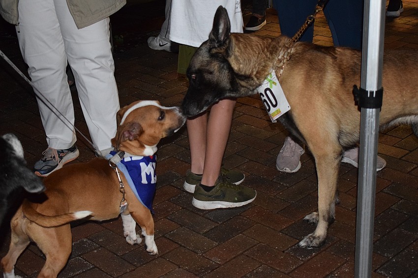 Irwin, a 1-year-old beagle cur, becomes friends with Tomy, who is 10 years old. Irwin is up for adoption at the Humane Society at Lakewood Ranch.