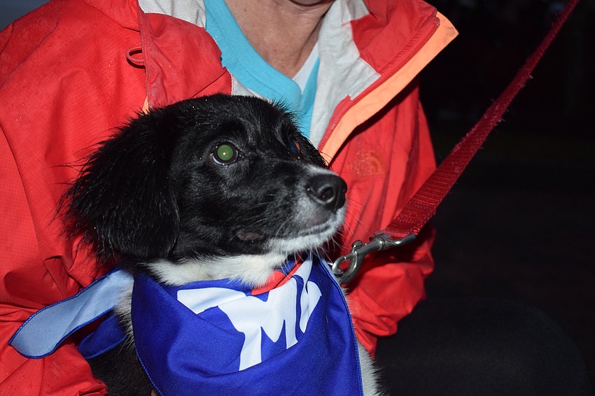 Willow is a 6-month-old puppy up for adoption at the Humane Society at Lakewood Ranch.