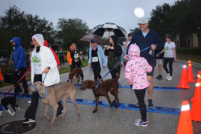 Runners and their dogs start their 5K race.