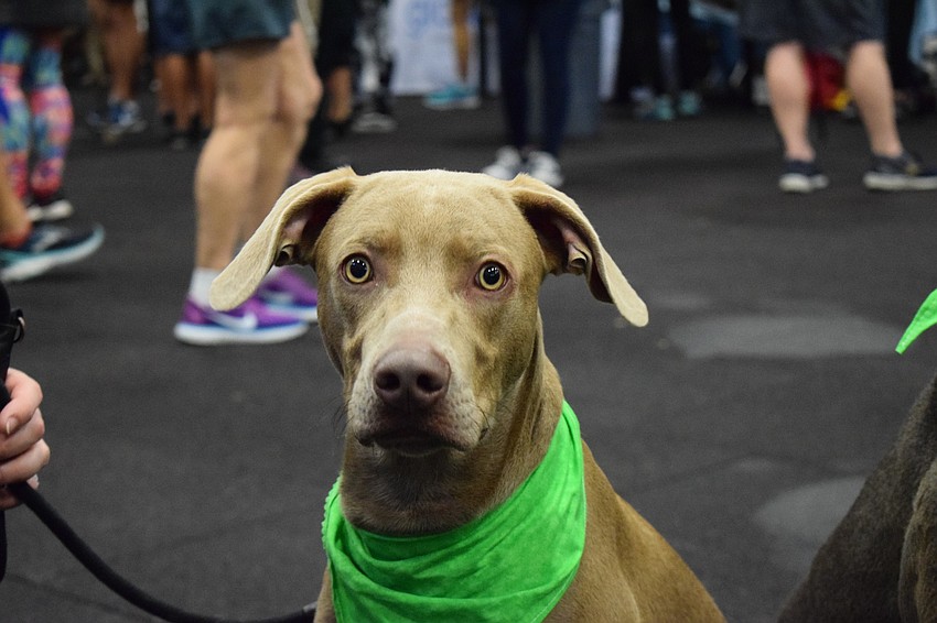 Oskar is a 7-month-old dog available for adoption. Carson Plank, a volunteer, describes Oskar as 
