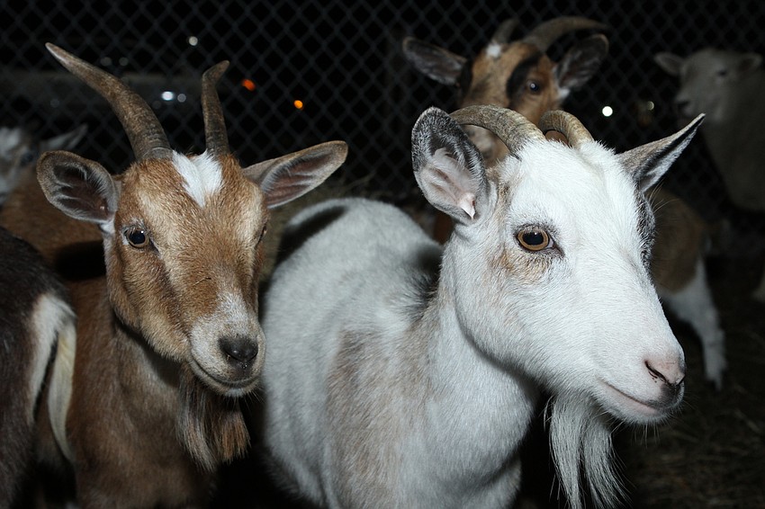 The night had its own goat petting zoo.
