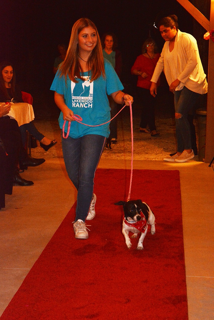 Humane Society at Lakewood Ranch volunteer Morgan Joseph walks 2-year-old terrier mix Archie down the red carpet for guests to see.