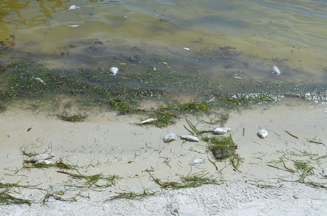 Algae turned the water green and killed marine life during the 2018 red tide outbreak. File photo