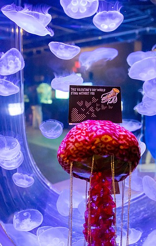 Jellyfish are one of the animals you can adopt from Mote.