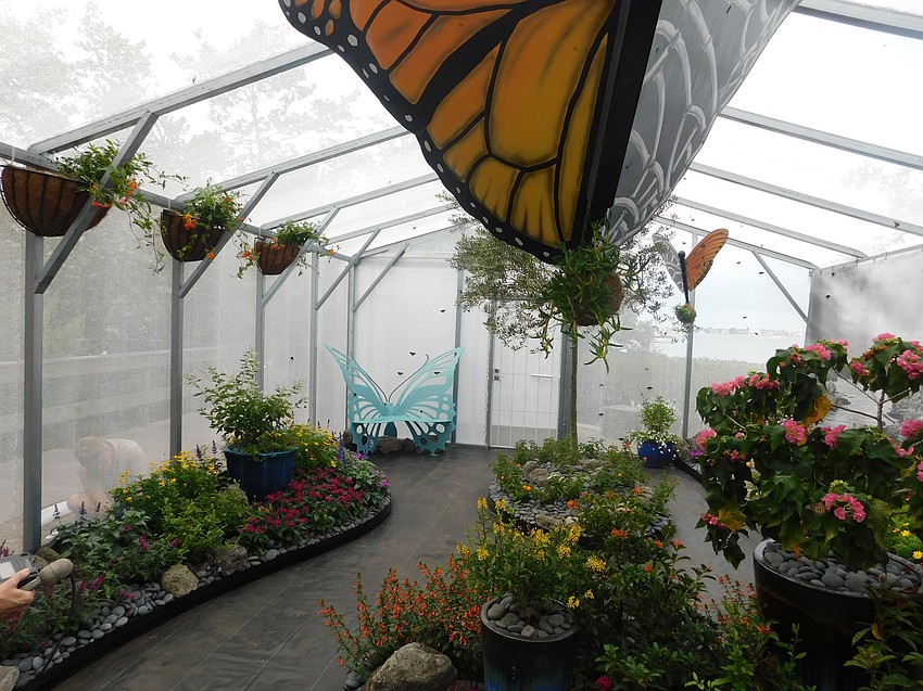 Selby Gardens built a butterfly  house and filled it with native Florida species for the Dalí exhibit. (Klint Lowry)