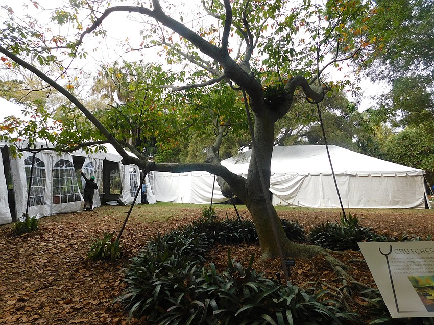 Crutches supporting trees were common in Dalí paintings, and there are few life-size re-creations i the exhibit.