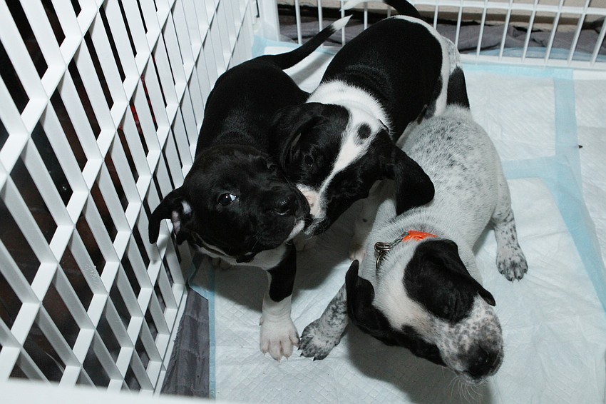 Three puppies were looking for their forever homes