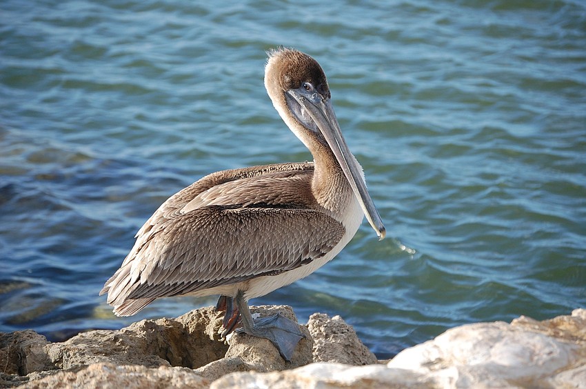 A juvenile brown pelican at North Jetty beach in Nokomis | Thomas Norton