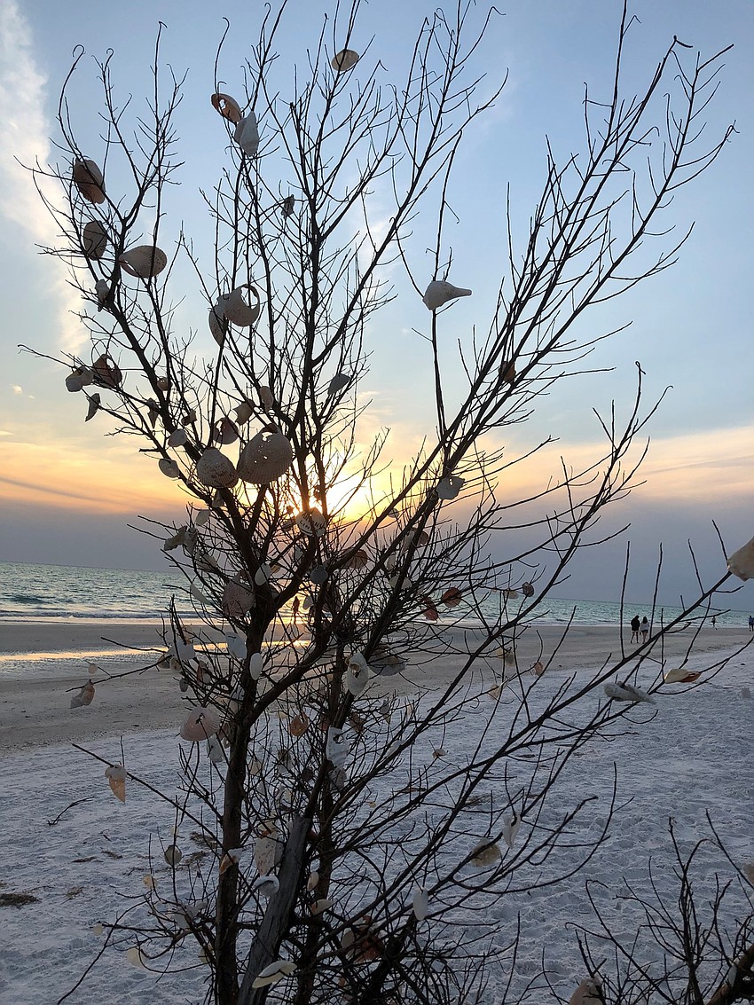 Shell tree on Anna Maria Island | Melody Nelson