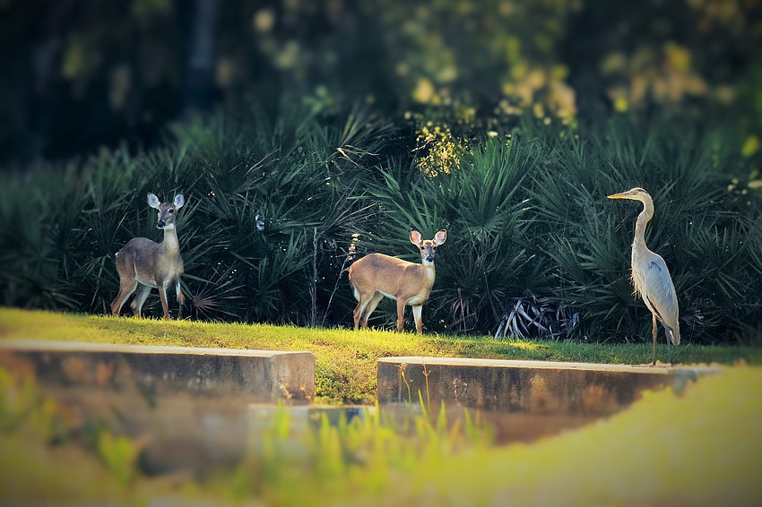 2 deer and a great blue heron sharing space around a pond in Del Webb | Gordon Silver