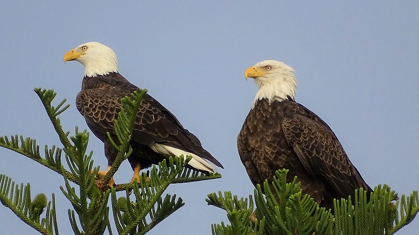 Palm Aire Sarasota | Scott Brantley