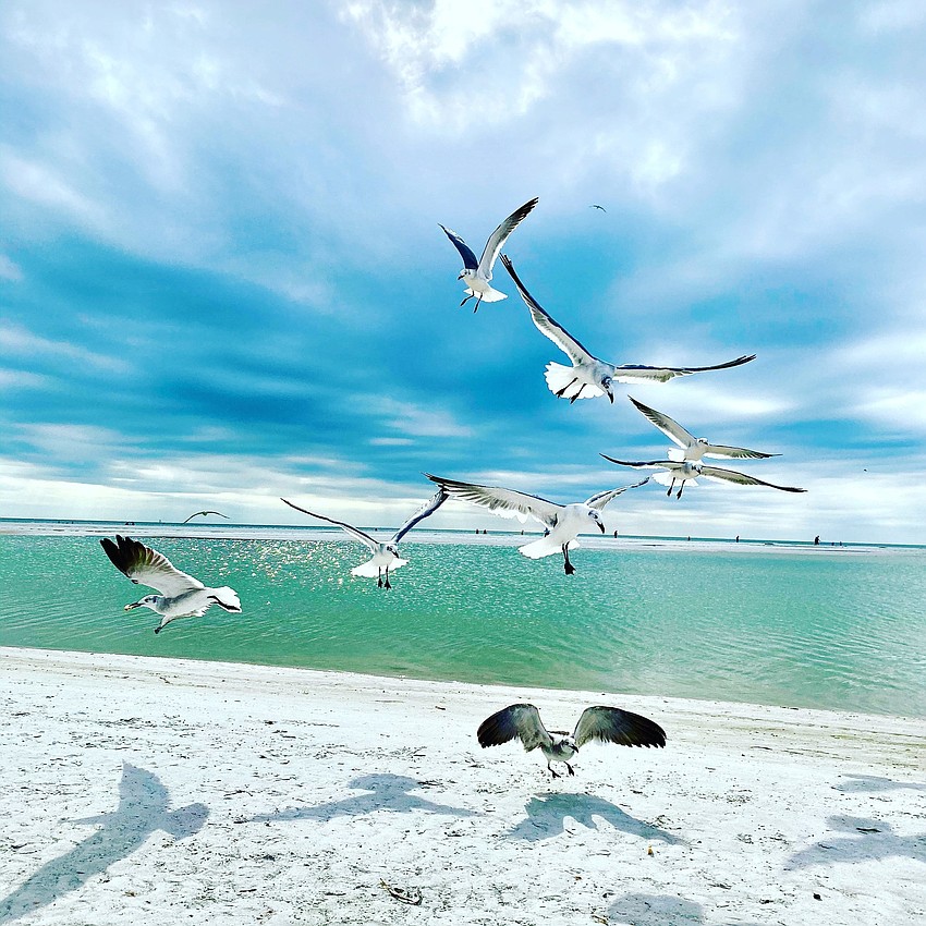 Lido beach seagulls | Yilan Monroe