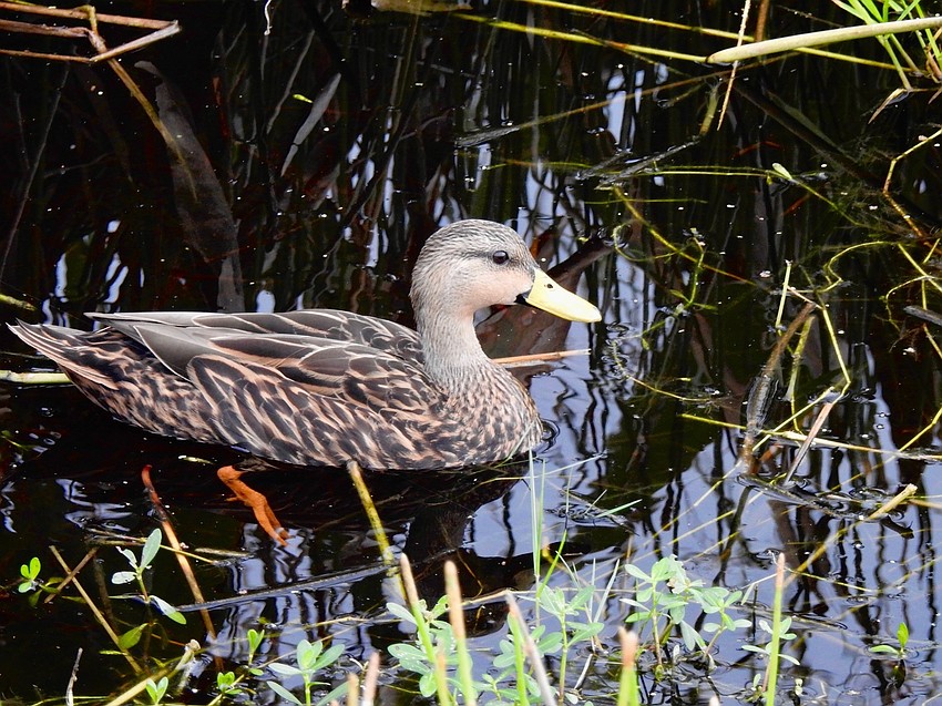 Beautiful duck at Celery Fields | Jeannie Sparks