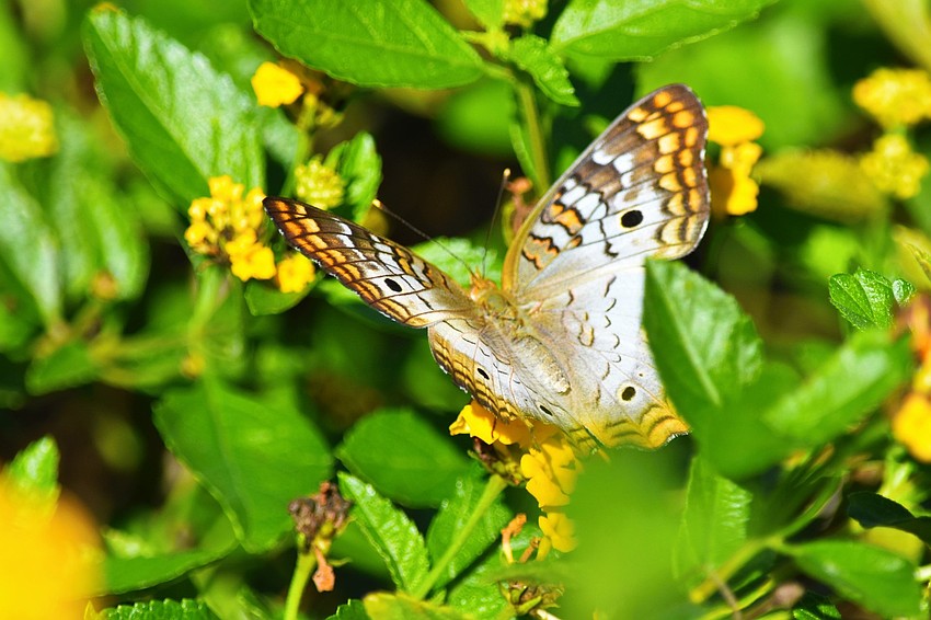 Peacock butterfly | Gordon Silver