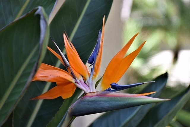 Birds of Paradise in Greenbrook Village | Barbara Austin