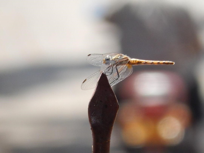 Dragon Fly | Ssenyonyi Derrick