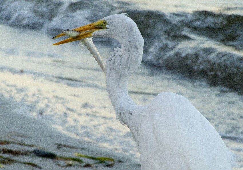 Great Egret Snack | Michael Cohen