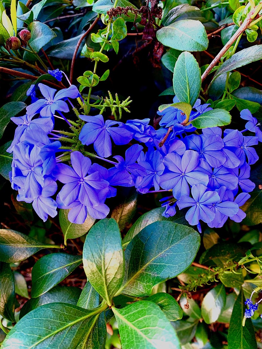 Beautiful Florida Flora | Jeannie Sparks