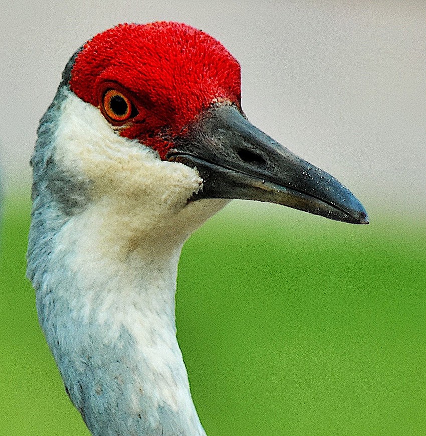 A Sandhill Crane close up | Gordon Silver