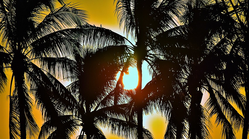 Sunrise through the palm trees in Country Club East | Gordon Silver