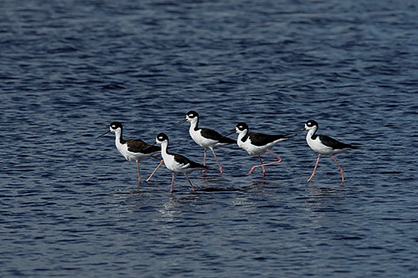 Stilts in formation at Myakka State Park | Tom McGee
