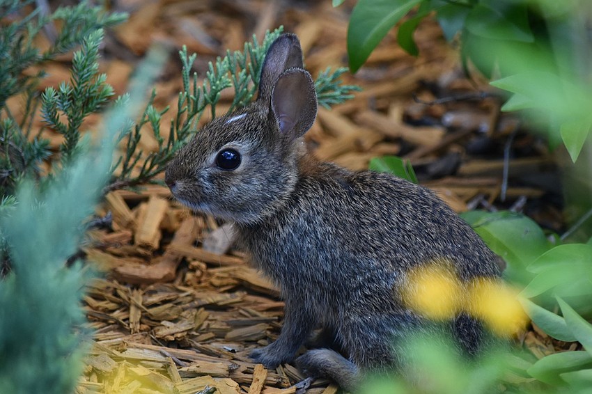 Young rabbit | Gordon Silver