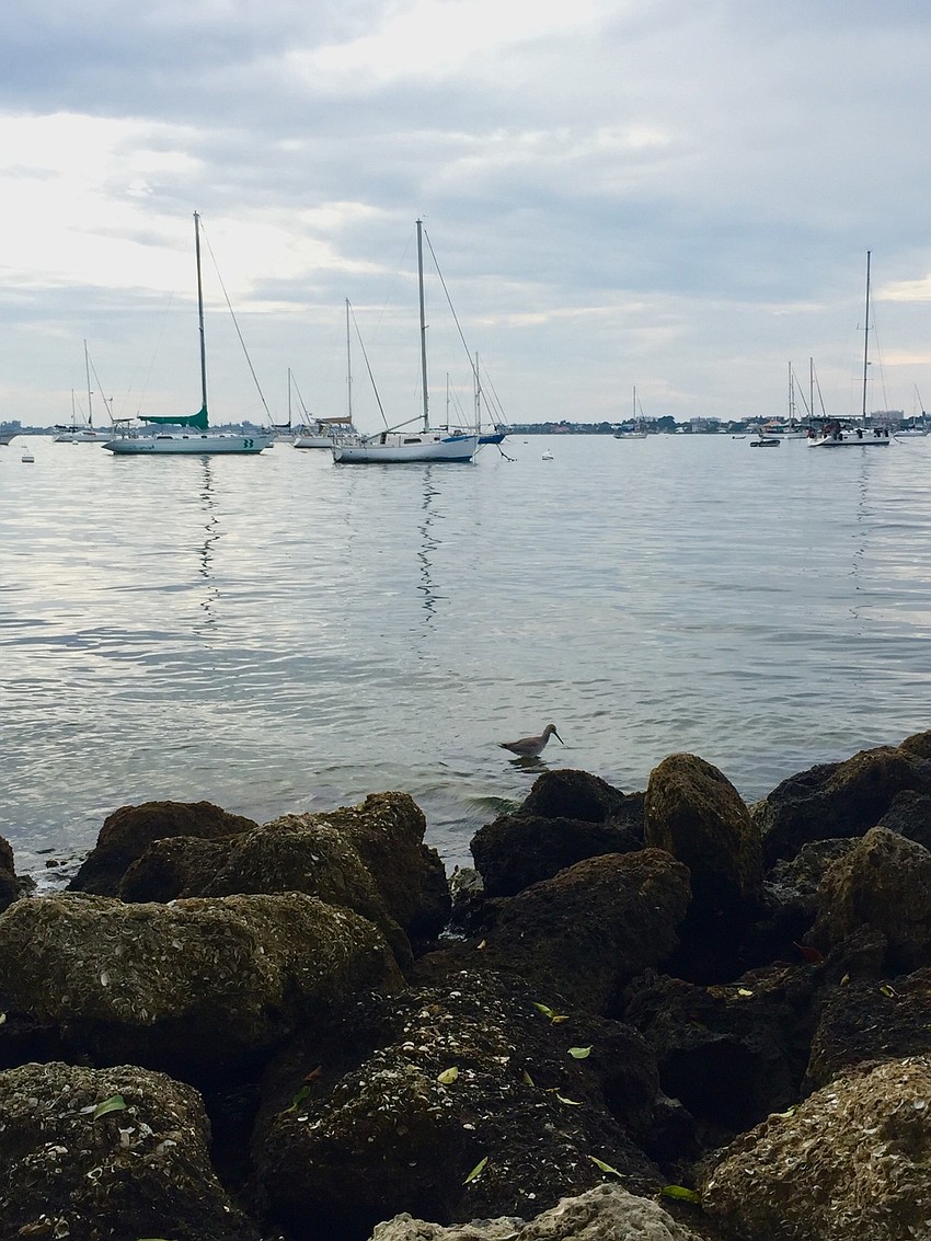 Island Park | Allison Forsyth