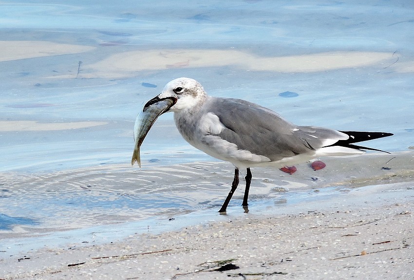 Quick Point, Longboat Key | Billie Dawson