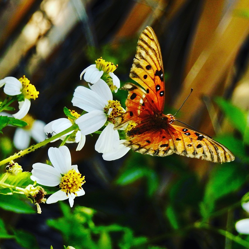 Beautiful Butterfly at Robinson Preserve | Jeannie Sparks