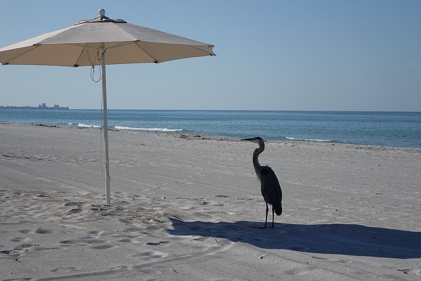 Beachplace on Longboat Key | David Holliss