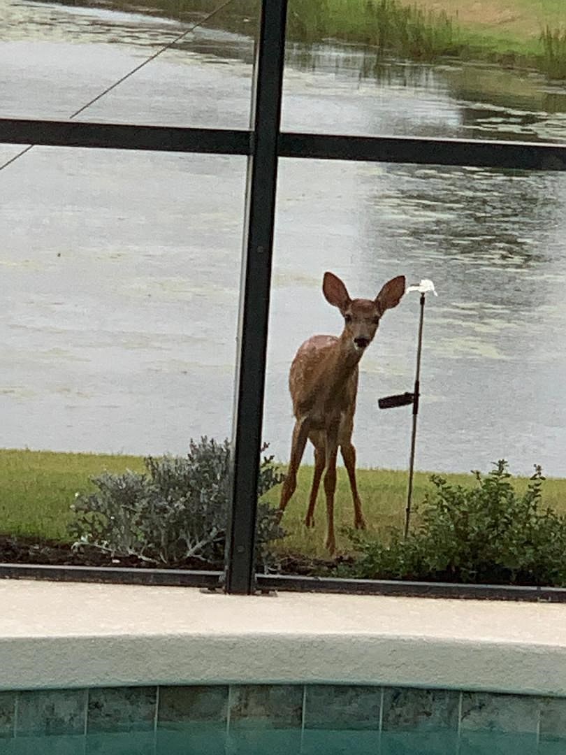 Curious fawn at Country Club East in Lakewood Ranch | Kathy VanVleet