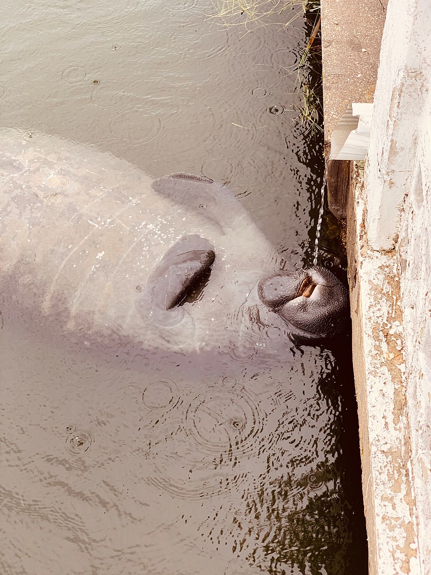Manatees love fresh Longboat Key rainwater | Ron Horn