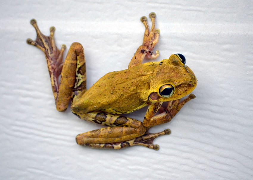 Tree frog in Edgewater Sound, Lakewood Ranch | Peter Miller