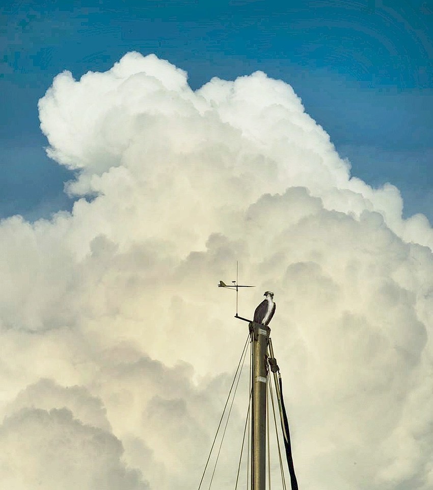 Longboat Osprey views pending storm | Ron Horn
