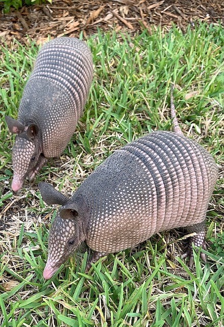 Grubbing Armadillos at Del Webb in Lakewood Ranch | Rick Davis