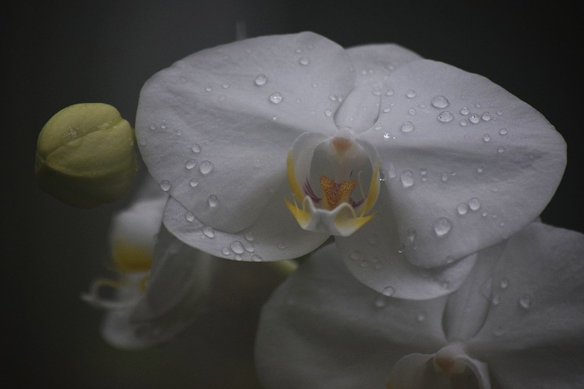 Taken at Marie Selby Botanical Gardens | Stephanie Wallace