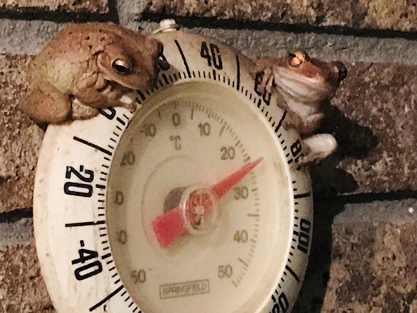 Frogs guarding the front door in Garden Lakes | JoAnne Klement