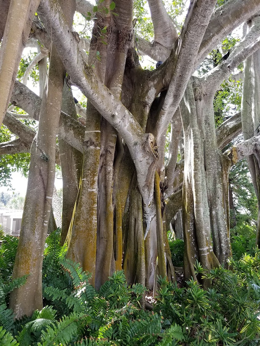 This line of trees greeted us on our bicycle ride out to Turtle Beach | Shauna Lundquist