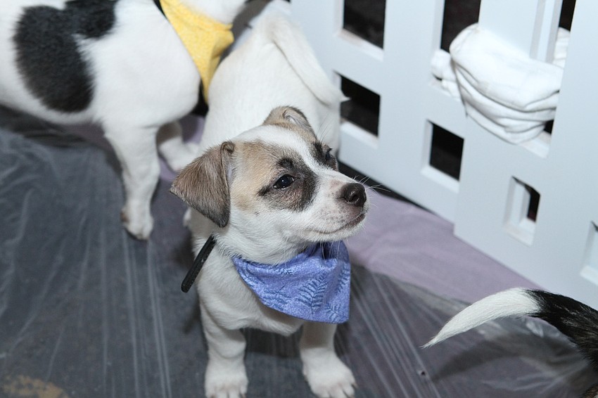 The day had several adoptable puppies.