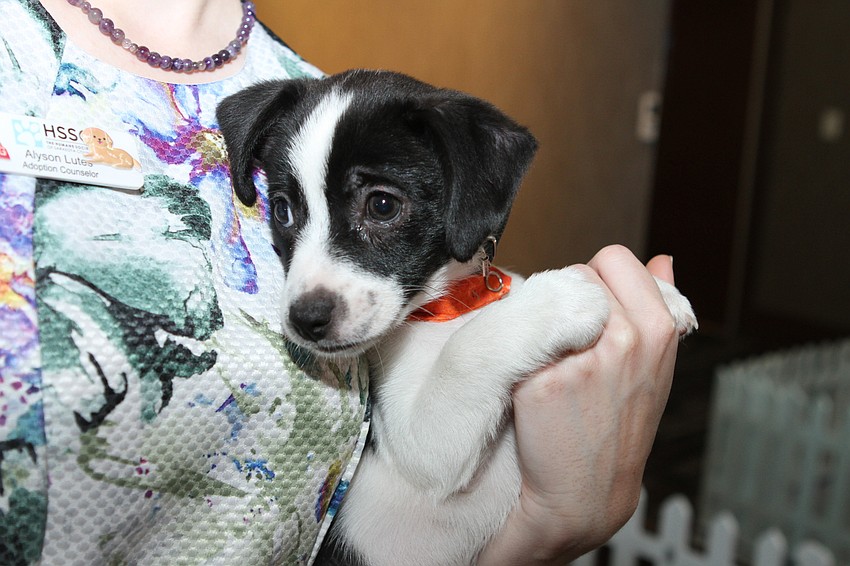 The day had several adoptable puppies.