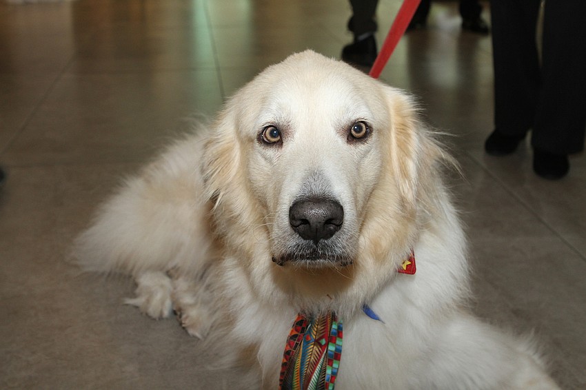 Lance the therapy dog