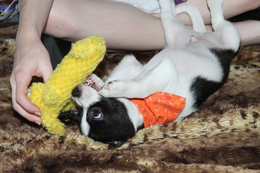 The day had several adoptable puppies.