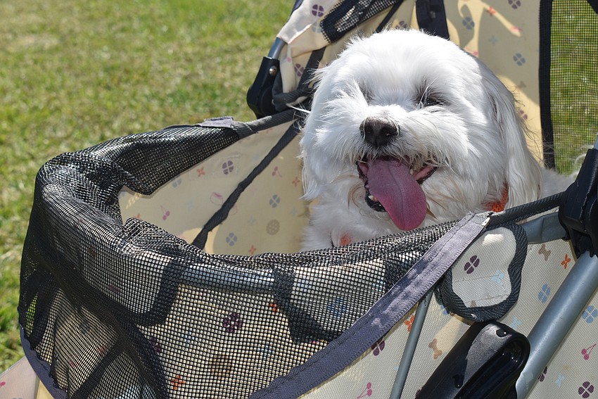 Cano the dog is ready for his closeup.