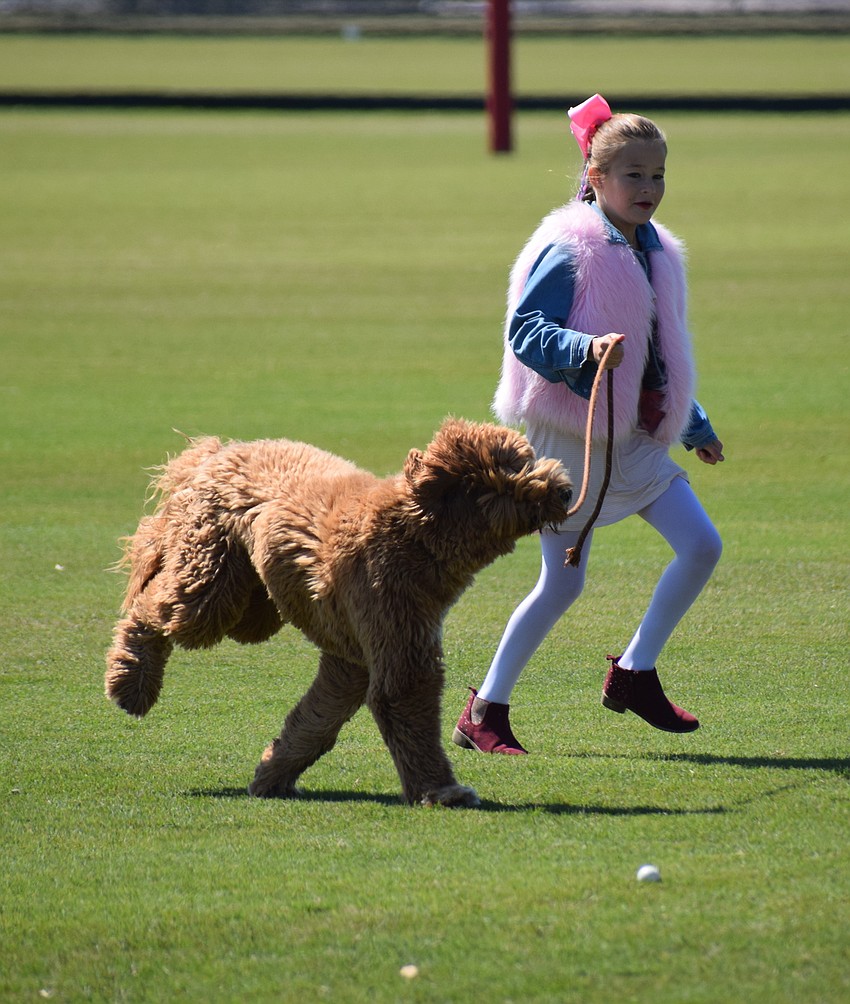 Axelrod, a Labradoodle , enjoys a run across the polo field with Lakewood Ranch 9-year-old Maddy Pawlak.