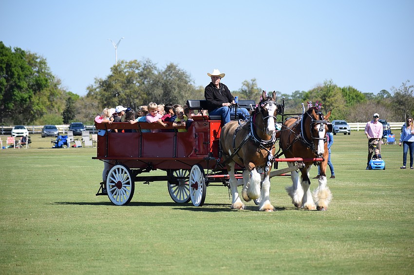 George Alexander leads the team of Clydesdale towing a wagon of children at halftime.
