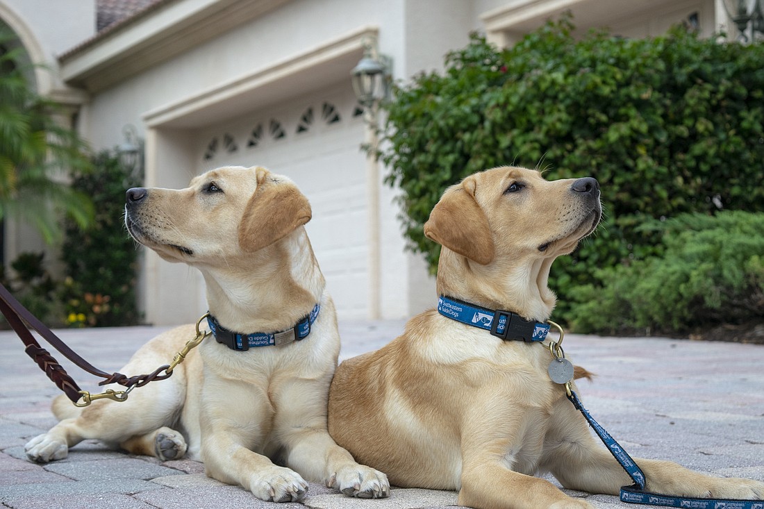 Pups-in-training SIS and Liberty were neighbors growing up. Having support groups for puppy raisers is one reason the program is so successful.
